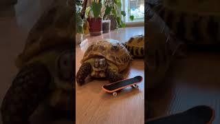 Скейтеры #москва #shortvideo #zoolife #экзотика #зверьёмоё #черепаха #скейтбординг #фингербординг