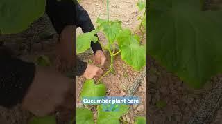 Cucumber plant care | how to plant cucumbers at greenhouse