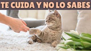 12 cosas que tu gato HACE POR TI  (y no lo sabías)