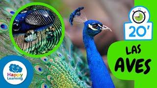 Cosas que nos sabías sobre LAS AVES |Aprende el Reino Animal | Happy Learning   