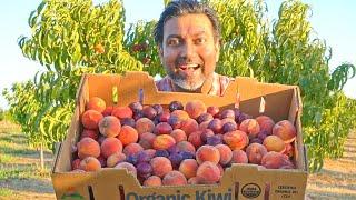 7 Tips to Grow Lots of Peaches Nectarines Apricots and Plums