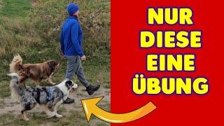 LEINENFÜHRIGKEIT mit  DIESER einfachen ÜBUNG bei deinem HUND schnell & einfach erreichenPraxisvideo