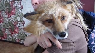 Red Fox with heart-shaped fur on his face