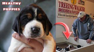 How to Raise Puppies. The Definitive Guide to Coonhound Success