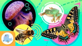 CURIOUS ANIMALS for Kids  Bee, Butterfly, Jellyfish and Frog  Compilation