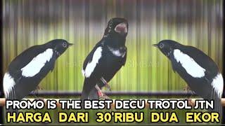 PROMO IS THE BEST SPEK SULTAN HARGA DIBAWAH NORMAL HRH DARI DUA EKOR 30 RIBU DI PASAR BURUNG PRAMUKA