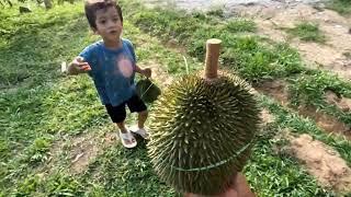 Jom tanam durian. Sekejap je dah berbuah.