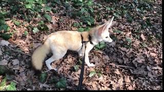 Fennec Fox walking on a leash in the forest 2019