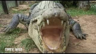 The CROC DUDE on YouTube!   CROCODILE MAN vs CROCODILE DEATH ROLL! # 14