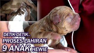 MENEGANGKAN ! DETIK2 ANJING PITBULL MELAHIRKAN.#HEWIE PITBULL