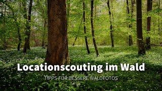 Locationscouting im Wald | Tipps für die Waldfotografie