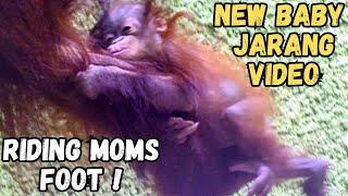 Baby Orangutan Jarang Riding On Moms Foot!