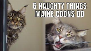 6 Naughty Things Maine Coons Do