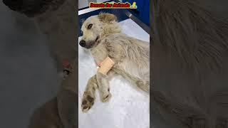 Rescue of street animals // feeding and treatment // Save animals(Donate for animals) #dogs #Rescue