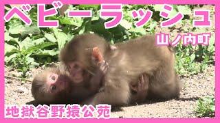 「温泉に入るサル」で人気の地獄谷野猿公苑ベビーラッシュ！抱っこされる赤ちゃんザル　観光客を魅了（2024年5月22日放送「news every.」より）