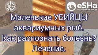 Маленькие убийцы аквариумных рыб. Кожные и жаберные сосальщики. Диагностика. Лечение.