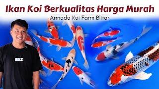 Banyak Pilihan Koi Berkualitas | Armada Koi Farm Blitar