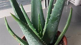 Let's transfer the aloe vera plant. 