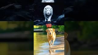 White Lion vs Bulldog vs Pitbull vs | German Shepherd, Kangal, Alabai, Rottweiler, Itlar