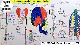 Human Skeleton || Human skeletal system Complete lecture || Bio Part 02