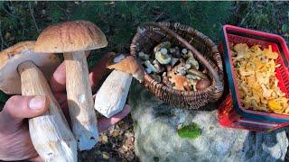 ОНИ ПРОДОЛЖАЮТ РАСТИ!!!Белые грибы в Беларуси 2021 Сбор грибов в сентябре