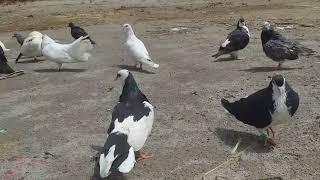 People also watched this videoWorld Most Beautiful Pigeons | Amazing Fancy Pigeon | Sk Animals Lover