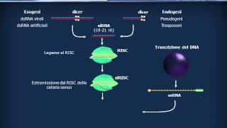 RNA - Citoplasmatici - scRNA, siRNA, miRNA