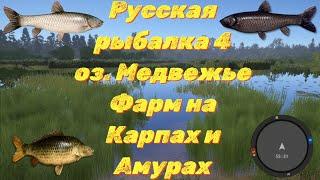 Русская рыбалка 4 • Фарм на оз. Медвежье Карпы, Амуры • Турниры с призами • РР4 от ЧокопайТВ