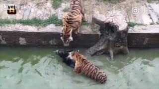 This is how the Chinese feed their tigers at the zoo