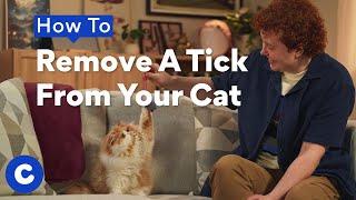 How to Remove a Tick From Your Cat | Chewtorials