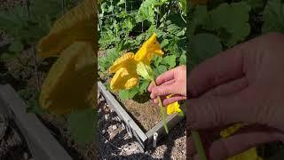 Knowing how to hand-pollinate squash flowers is a great skill! #gardening #vegetablegarden #garden