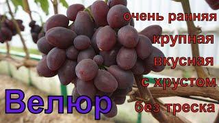 Виноград Беларуси. Ультра ранняя , хрустящая ,с гармоничным вкусом.