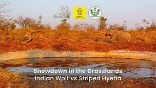 Showdown in the Grasslands - Indian Wolf vs Stipend Hyena