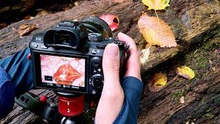 Capturing Rain Drops on Leaves | Macro Photography Tips