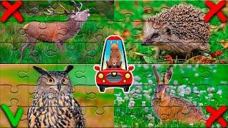 Puzzle game forest animals for kids. Learning forest animals for children. Animal sounds for kids