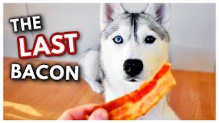 HUSKY Argues Over the Last Piece of Bacon! | She doesn’t want to share!