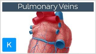 Pulmonary Veins - Location & Function - Human Anatomy | Kenhub