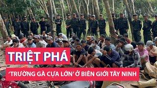 Tây Ninh triệt phá ‘trường gà cựa’ lớn ở biên giới