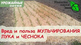 3 ДОСАДНЫЕ ОШИБКИ ПРИ МУЛЬЧИРОВАНИИ ЧЕСНОКА и ЛУКА - ПРИЧИНА НИЗКИХ УРОЖАЕВ!