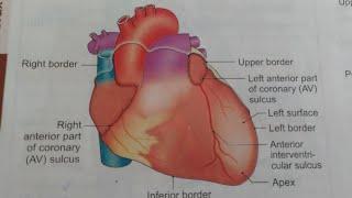 ANATOMY OF HEART NOTES -PART 1 FULL DESCRIPTION#B.D.CHAURASIA#THORAX ANATOMY