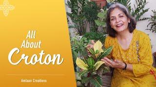 All About Croton | 7 Tips For This Colourful Plant | इन 7 तरीकों से संभाले रंगबिरंगा पौधा क्रोटन