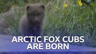 Arctic Fox Cubs | Stormborn | BBC Scotland