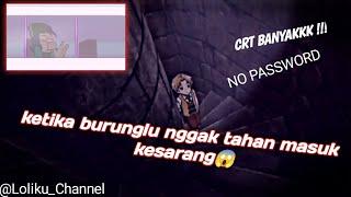 Ketika Burunglu Nggak Tahan Masuk Kesarang