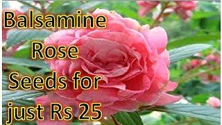 Buy Balsamine Rose Plant Seeds for just Rs 25 ! Buy Balsam flower seeds