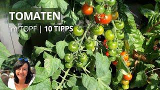 Tomaten im Topf anbauen - die wichtigsten Tipps von der Aussaat bis zur Ernte