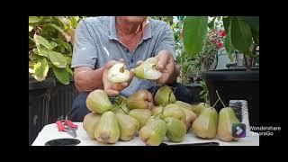 PANEN LAGI SETELAH 3 BULAN LALU BARU PANEN || MANIS MANIS || JAMBU KING ROSE APPLE