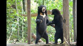 Sun Bear Behaviour | Logan And Romolina Play Wrestle in the Forest  | BSBCC