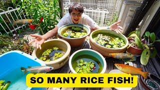 2024 Rice Fish Mini Ponds Update!