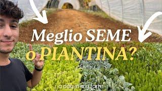 Meglio SEME o PIANTINA? Tutti i Segreti della Semina! 