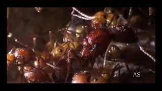 A Super Organização Das Formigas Documentários em HD